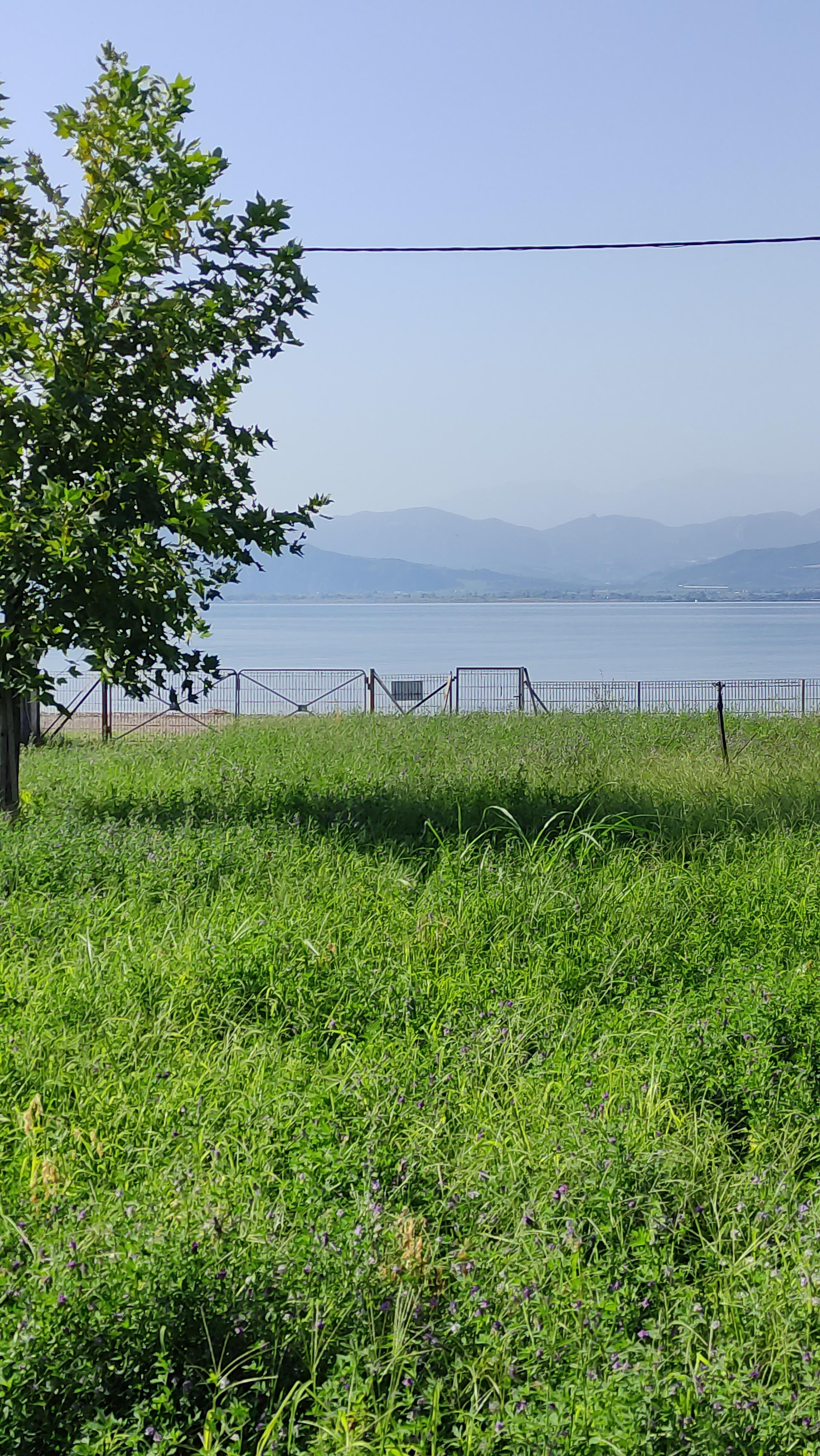 green_photos