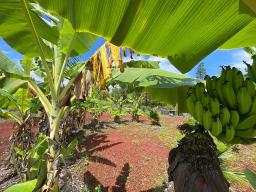 tons of ripe bananas