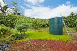 4000 gallon polyethylene catchment tank, surrounded by the first perennial peanut field. Eventually the entire property will be covered. 