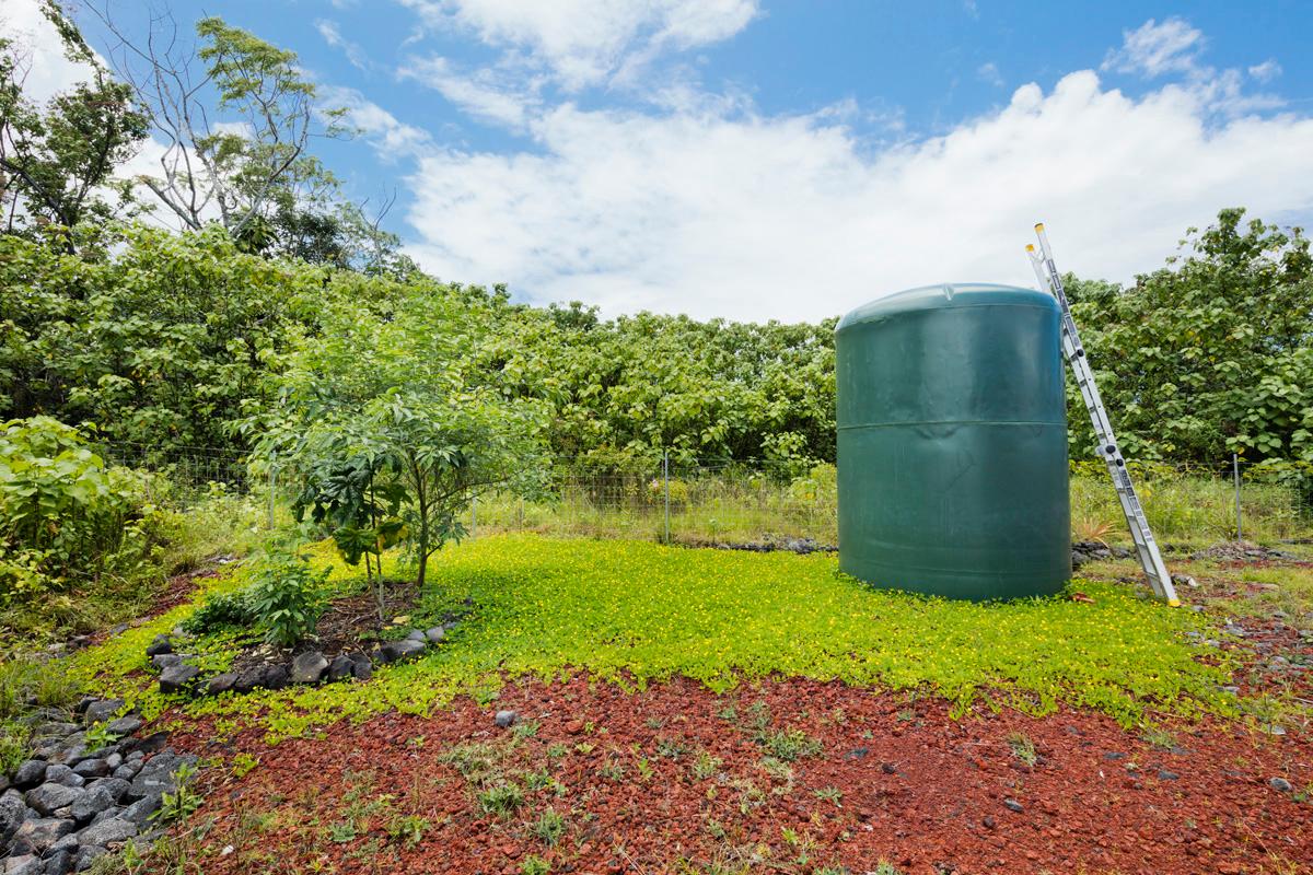 4000 gallon polyethylene catchment tank, surrounded by the first perennial peanut field. Eventually the entire property will be covered. 