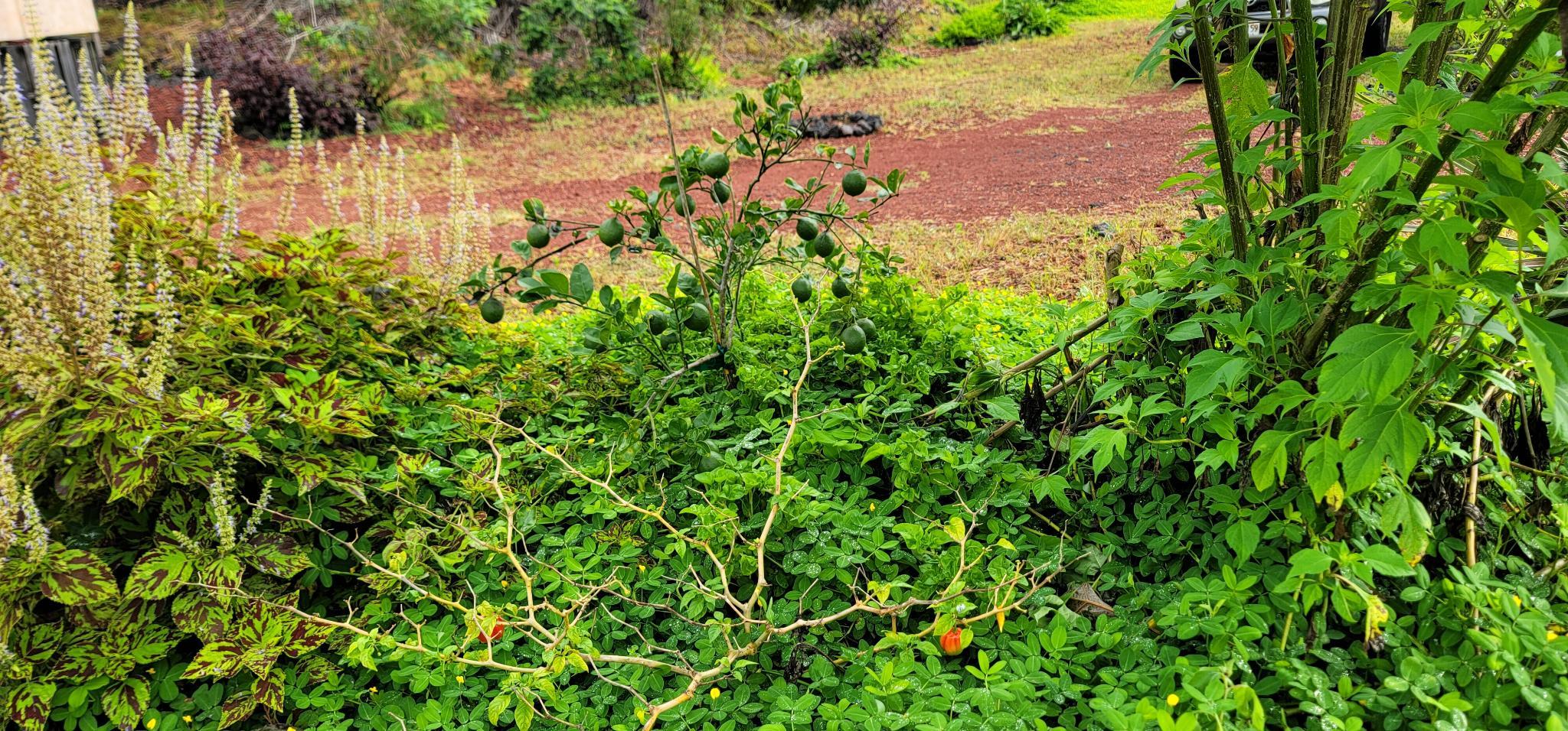 green_photos