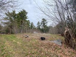 Garden area just up from the homestead. Nice open space to hull & cut firewood