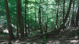 listing-thumbnails